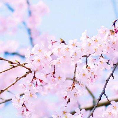 威尼斯澳门人(亚洲)第一品牌